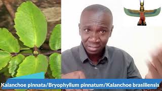 The Use of Kalanchoe Pinnata aka quotMiracle Leafquot in African Spirituality [upl. by Etac992]