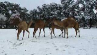 dromedarios  en la nieve en el Zooloógicio de Luján [upl. by Yemarej]