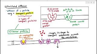 49 Simple amp Facilitated Diffusion Cambridge AS amp A Level Biology 9700 [upl. by Acul]