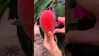 PARTHENOCARPIC MANGO VARIETY  SINDHU  SEEDLESS MANGO  PARTHENOCARPY IN MANGO  MANGO Faming🍋🍂 [upl. by Anitak]