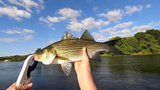 Rare Hybrid Striper quotWiperquot Topwater Roanoke river Striper fishing Weldon boat ramp Rockfish [upl. by Gnihc393]