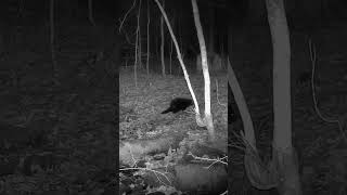 Porcupine crosses log wildlife ontarionature northamericanporcupine canadianwilderness [upl. by Aneram801]