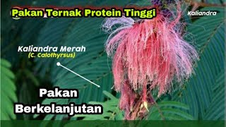 Kaliandra Merah Pakan Ternak Andalan Dengan Kandungan Protein Tinggi [upl. by Rehpotsirahc22]