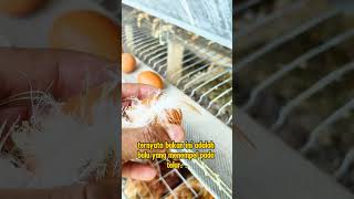 Genetik unggulan kualitas premium belajar ternakayam telur egg farm [upl. by Ainirtak603]