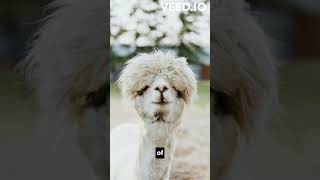 İntresting Facts About Alpacas [upl. by Eceined]