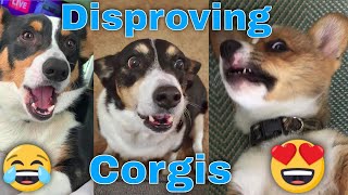 Disapproving Corgis Video Compilation [upl. by Esbensen]