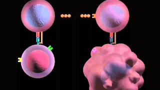 Modes of immune response [upl. by Tremann144]