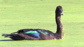 Muscovy Ducks  Pato Do Mato  Cairina moschata [upl. by Veda]