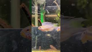 Are Apistogramma good for beginners ytshorts apistogramma fishtank sorts viralshort [upl. by Maclean]