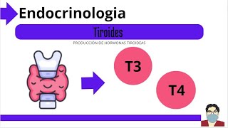 Sintesis de Hormonas Tiroideas  Endocrinologia de la Tiroides  sintesis de T3 y T4 [upl. by Ailana]