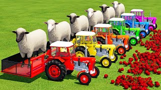 TRANSPORT SHEEPS amp CHERRIES WITH MAN amp MINI URSUS TRACTORS  Farming Simulator 22 [upl. by Enovaj46]