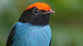 Wildlife Live🔴 Birds Mating Rituals 247 live livestream [upl. by Haimrej]