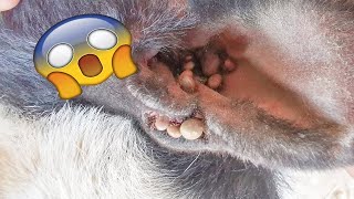 Get More Tick From The Dog  Help Dig And Remove The Tick From Dog [upl. by Carny621]