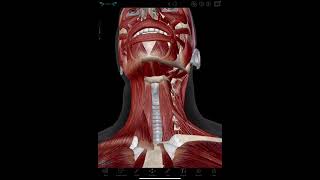 Infrahyoid Muscles Visible Body [upl. by Irrac]