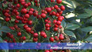 Nandina Nandina domestica [upl. by Lorilee446]