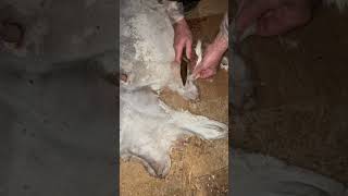 How to tan a deer hide on a budget easy way step by step [upl. by Celestyna]