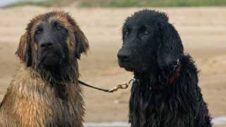 LEONBERGERS LUCKY amp LUCA [upl. by Jillie]