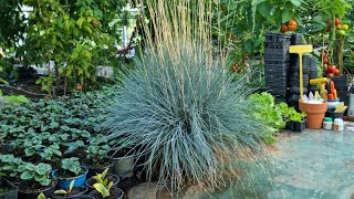 Ornamental grass propagation festuca glauca blue [upl. by Eimaraj147]