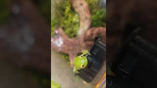 Fleischmanns Glass Frog greetings [upl. by Michelle]