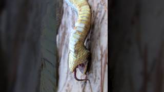 মরার ভাণ করে অভিনেতা সাপ  Hognose snake playing dead snake snakevideo shorts [upl. by Rolfston]