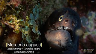 Muraena augusti  Underwater Canaries [upl. by Arrais]