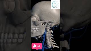 Human skulls  Structure of the human skulls  facial nerve tranding physio massage skull [upl. by Unhsiv403]