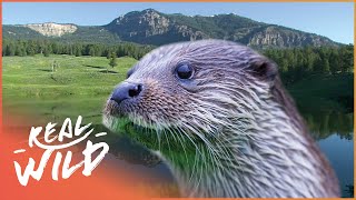 How Otters Survive In The Rocky Mountains  River Masters  Real Wild [upl. by Jael]