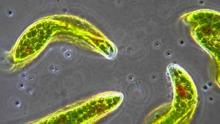 Euglena  Flagellum movement in phase contrast [upl. by Haramat]