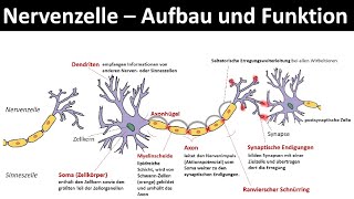 Nervenzelle  Neuron  Aufbau und Funktion Biologie Neurobiologie Oberstufe [upl. by Reider205]