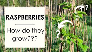 How do raspberries grow BONUS TIP How to prune raspberry bushes [upl. by Eirok997]