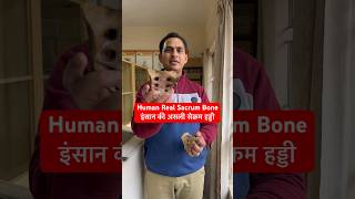 Human Real Sacrum Bone  इंसान की असली सेक्रम हड्डी shorts trending viral youtubeshorts short [upl. by Sayce]