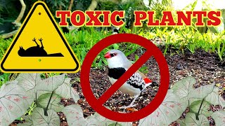 Cleaning the bird aviary  List of TOXIC plants for birds [upl. by Caryn]