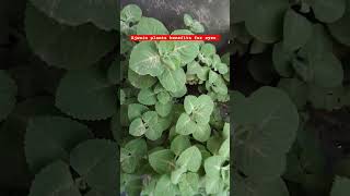 Ajwain plant benefit for eyes  herbalplants plants gardening garden hindi greenleaf [upl. by Preston]