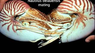 Chambered Nautilus Breeding Program [upl. by Yerffoj586]