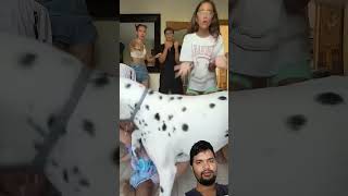 dog puppy dance humor comedia funny duetrespect comedyprank comedy duet [upl. by Llenhoj]