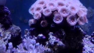 DIY aquariums Amazing acan polyp extension [upl. by Airet657]