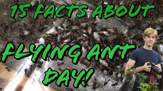 15 Facts about Flying Ant Day  MyLivingWorlds Ants [upl. by Eckardt]