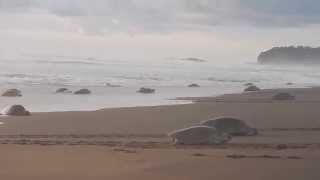 Arribada of nesting sea turtles at Playa Ostional Costa Rica [upl. by Frederico]