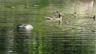 Les Canards Pilet et leurs canetons  Zoo dUpie Drôme France [upl. by Llewellyn]