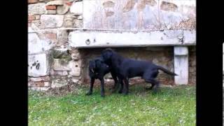 Labrador Retriever Fanworts Bill Robin und Roume vom Kastell Stegraifepach Muffin [upl. by Marysa]