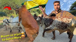 Bheem ne arjun Bull ko🤬bahut buri tarah mara￼🤕Lila gaay HEAT🔥par [upl. by Tallbott489]