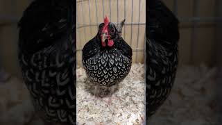 Silver laced bantam barnevelder chicken [upl. by Raskind681]