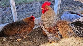 Bielefelder Hens and Rooster  A Beautiful Breed 🐓 [upl. by Obadiah]