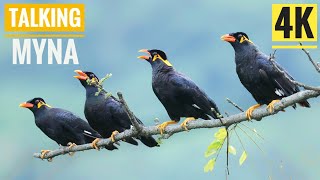 Various Sound of Hill Myna 4K  পাহাড়ী ময়না ময়না Talking Hill Mynah birds chirping [upl. by Ayihsa]