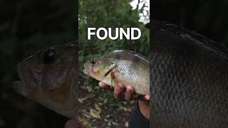 FISHING FOR PERCH WITH LURES perchfishing lurefishinguk [upl. by Hoffman]