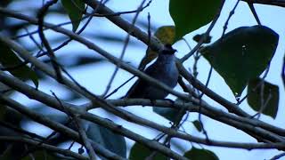 Burung kicau jogjog  pampurukan  cerukcukan [upl. by Pritchard]