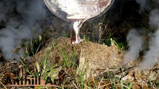 Casting an Ant Colony on a Log with Aluminum Cast 116 [upl. by Poppas]