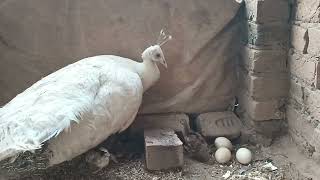 Mom white Peacocks Laying Eggs And Hatching To Many Chicks [upl. by Lachman718]