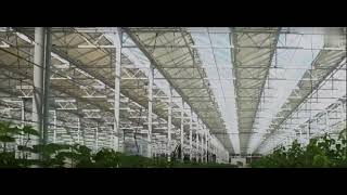 Venlo Type Dutch Intelligent Glass Greenhouse agriculture greenhouse [upl. by Ahtebbat514]