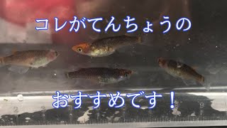 てんちょうのおすすめメダカ紹介！ [upl. by Kenny]